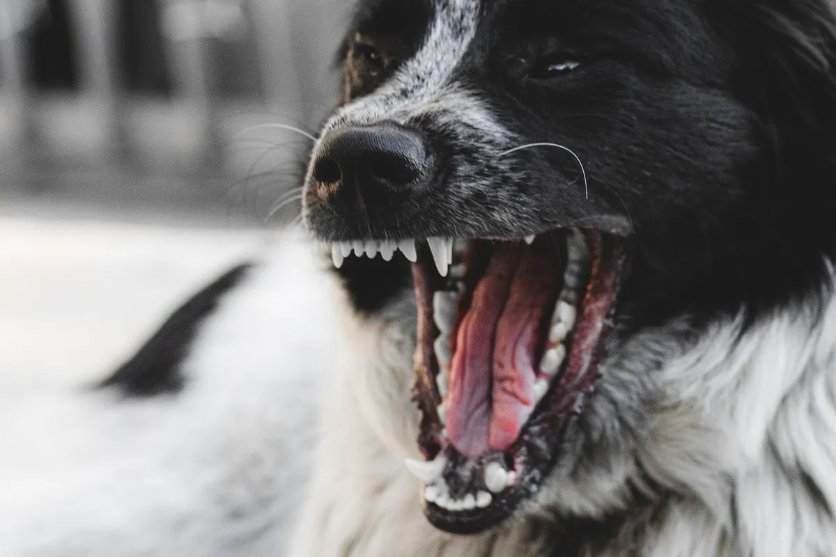 犬、怒り、歯、ペット、動物、家畜、自然、哺乳類、1階、うつむき
