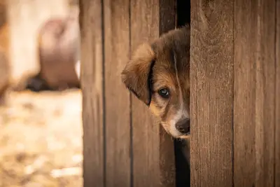 Adopción mascota pequeña guía: cómo evitar errores al adoptar