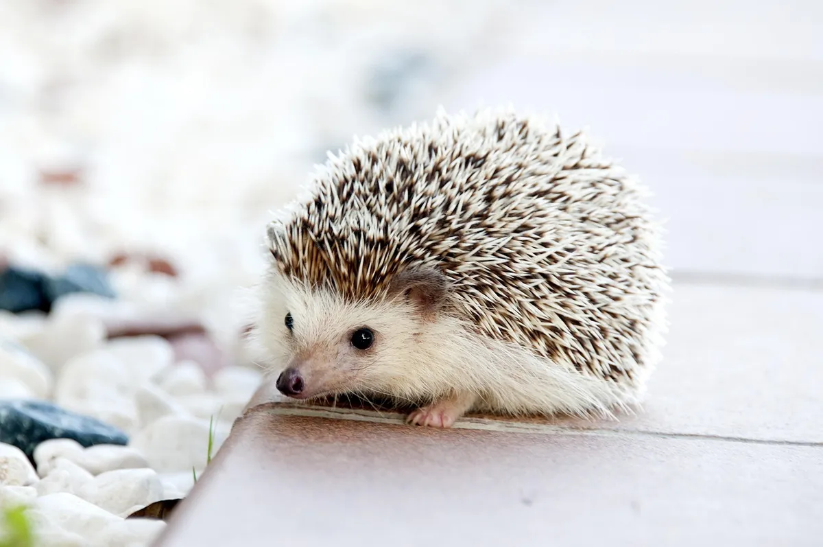 動物、ネズミ、ペット、自然、哺乳類、種、生物