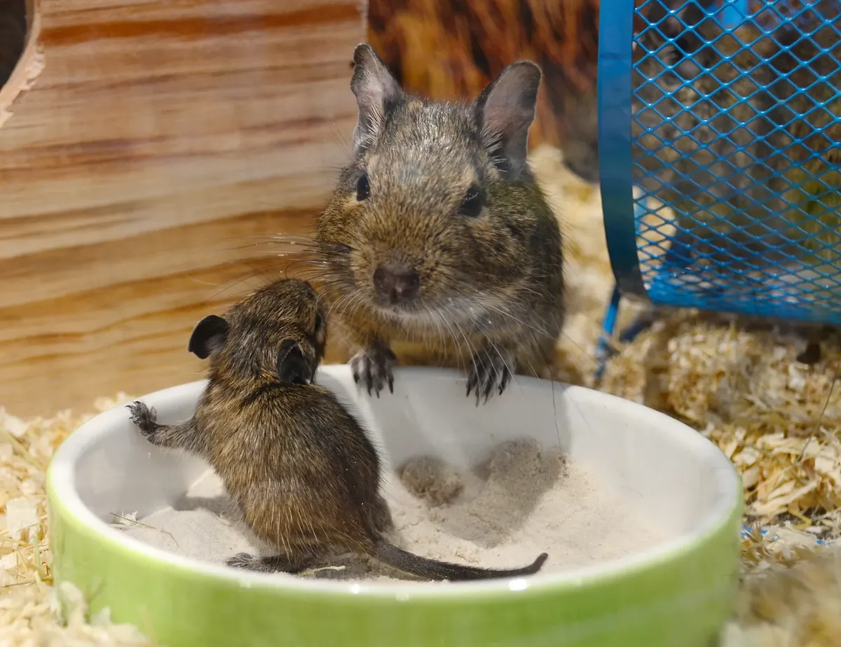 ペットの確保場所に、母と乳児のネズミが食器付きの食器を使っていて、自然の中でいる。