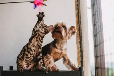 Acquisti per animali piccoli: consigli per la cura quotidiana
