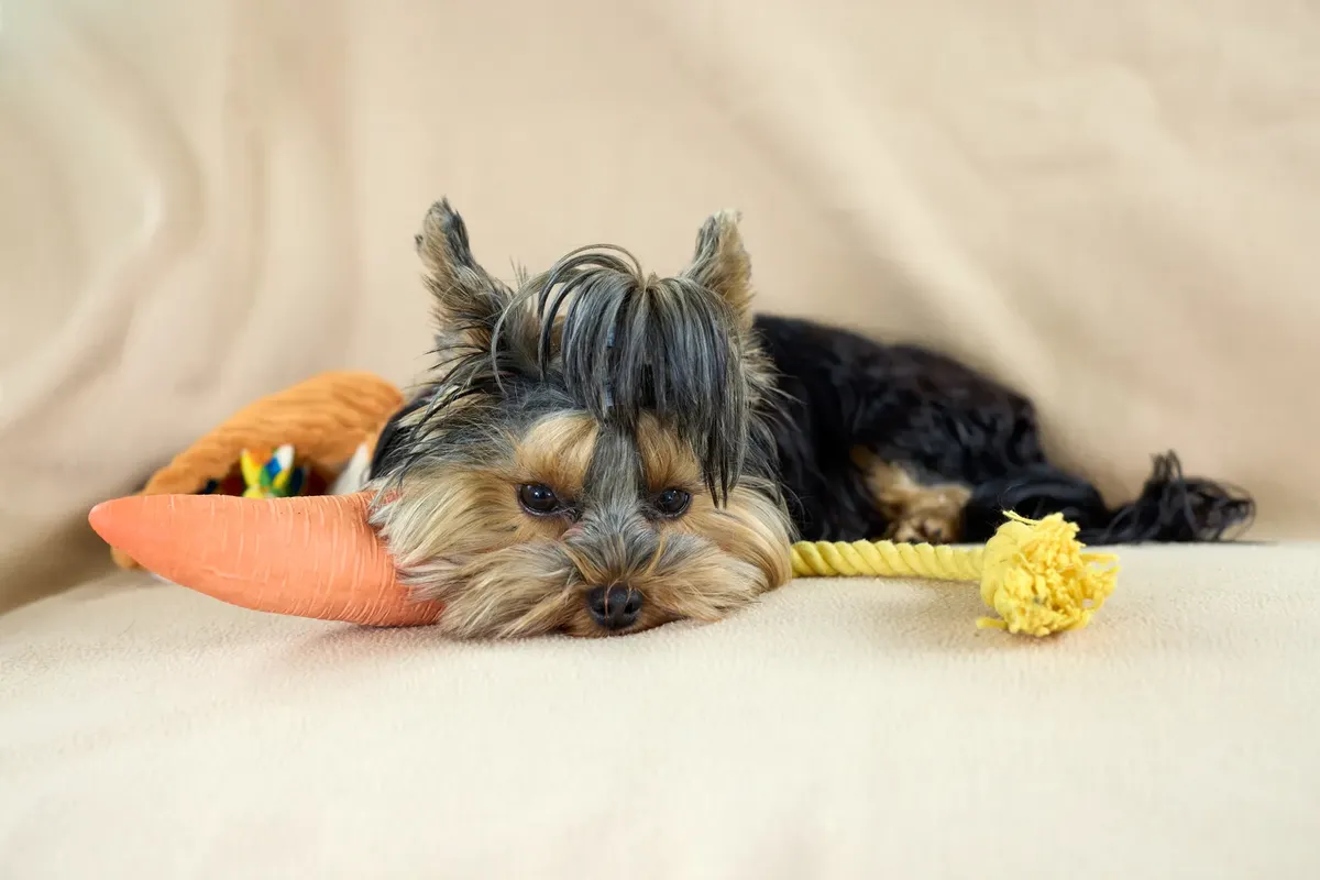 Cute Yorkshire Terrier puppy resting indoors with a carrot toy and rope on a beige blanket.