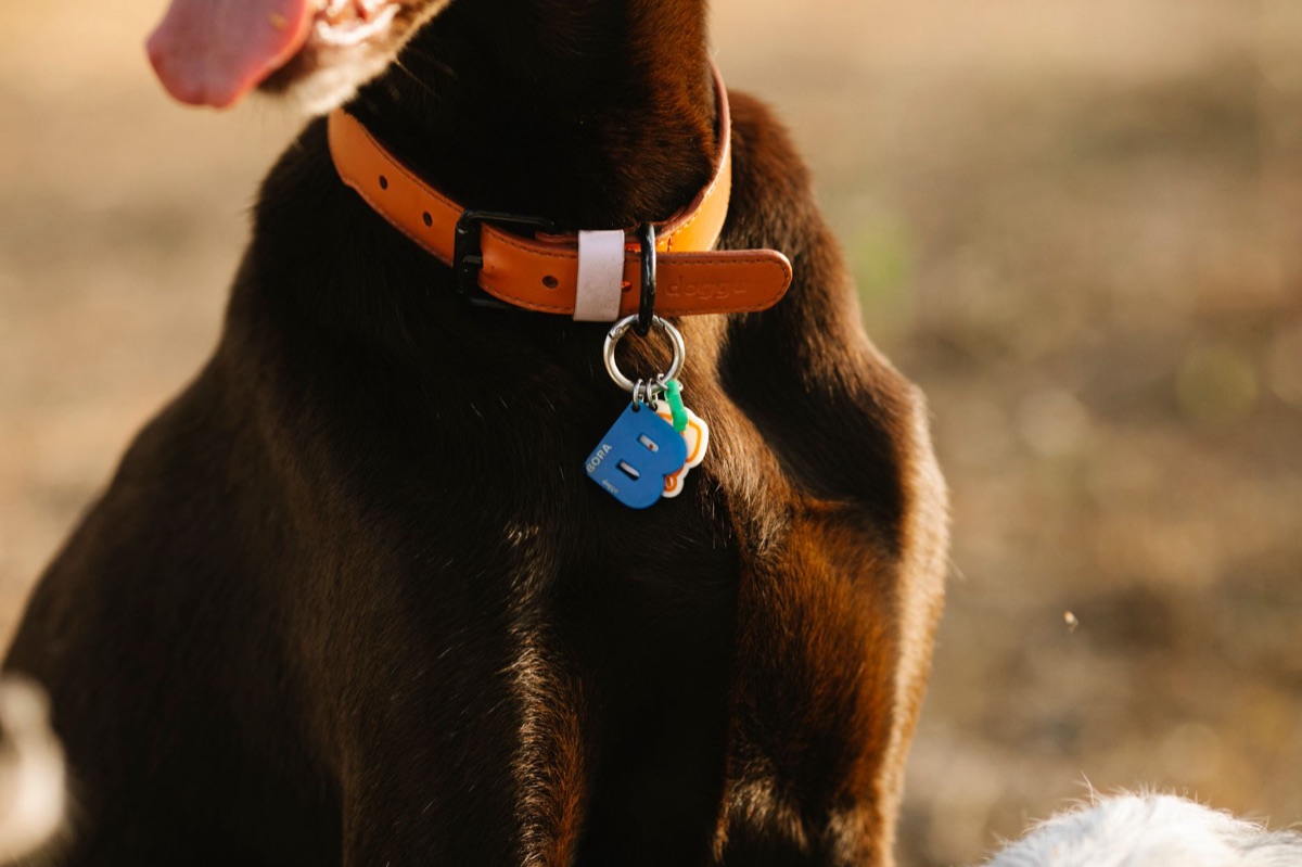 Hundekennelleine