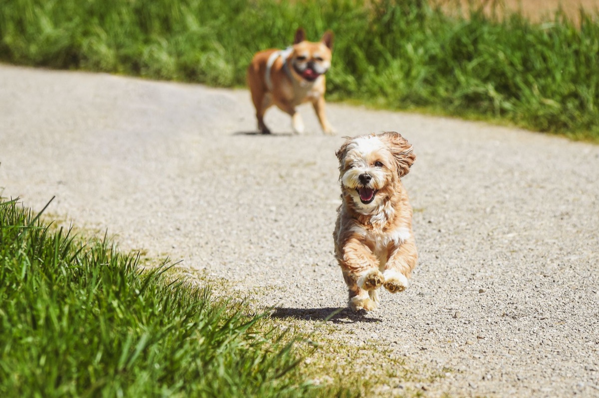Hundeverimpfungsschein