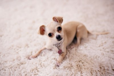 Lifelong Commitment: Preparing for Your New Small Companion