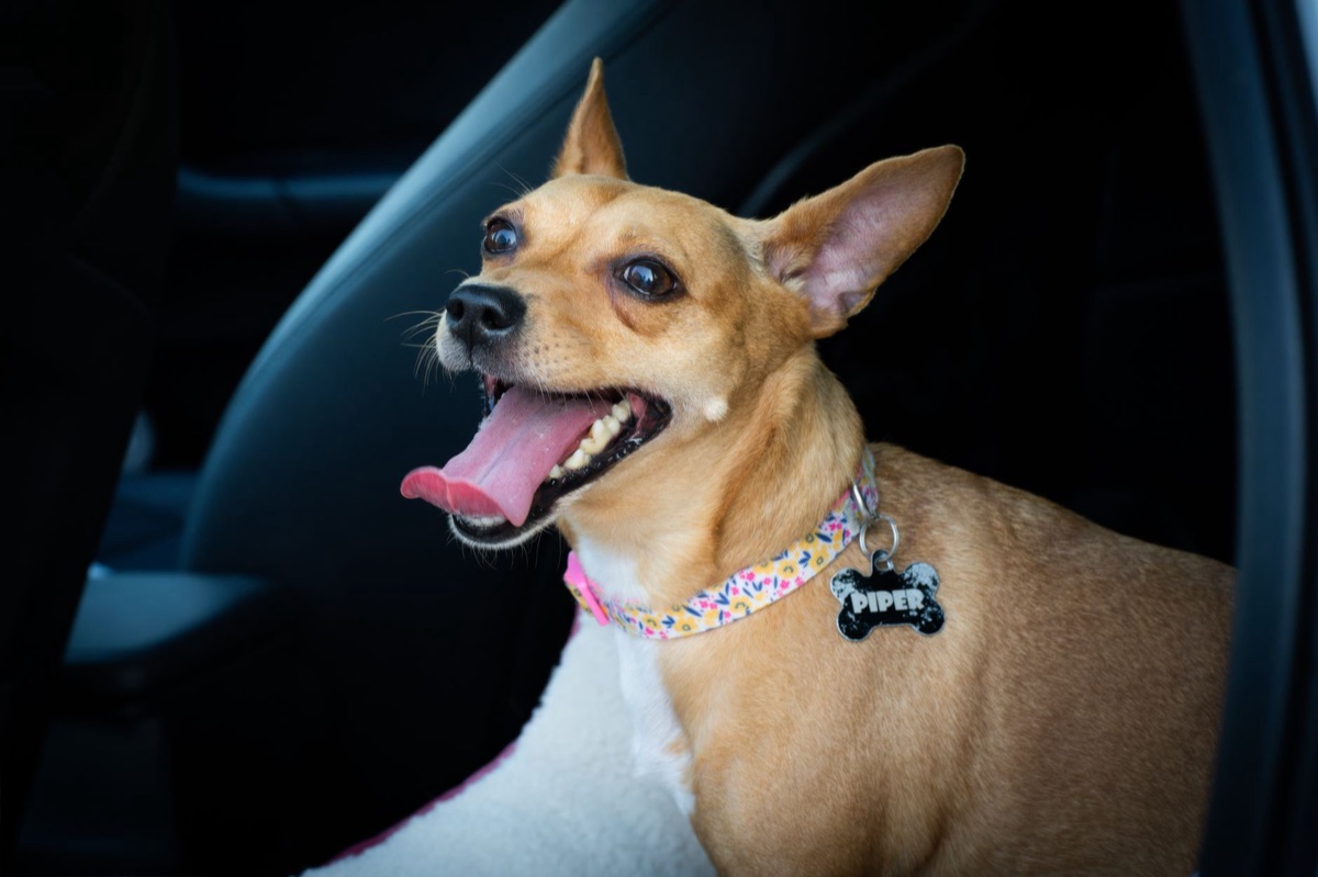 small dog with collar and tag