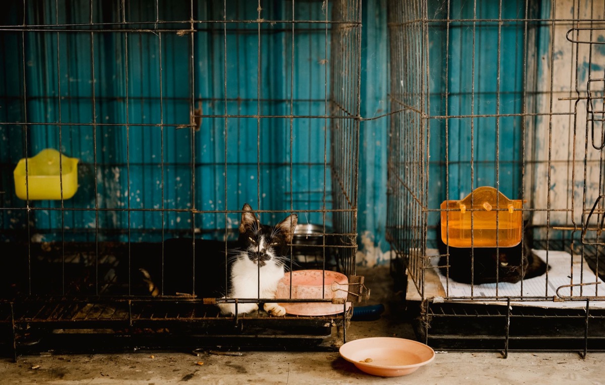 pet adoption checklist