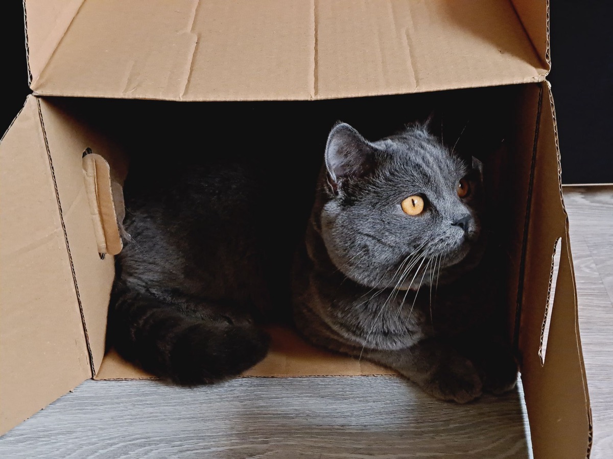 gato en caja de cartón