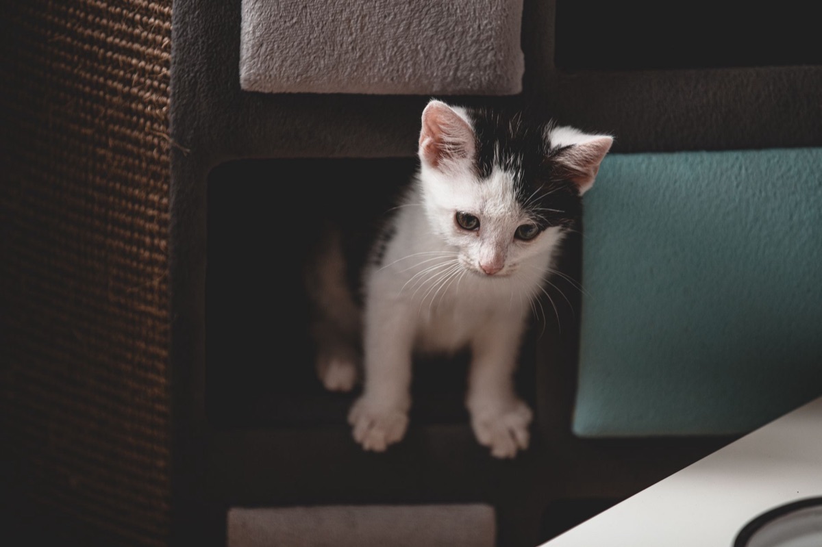 casa con espacio para gato