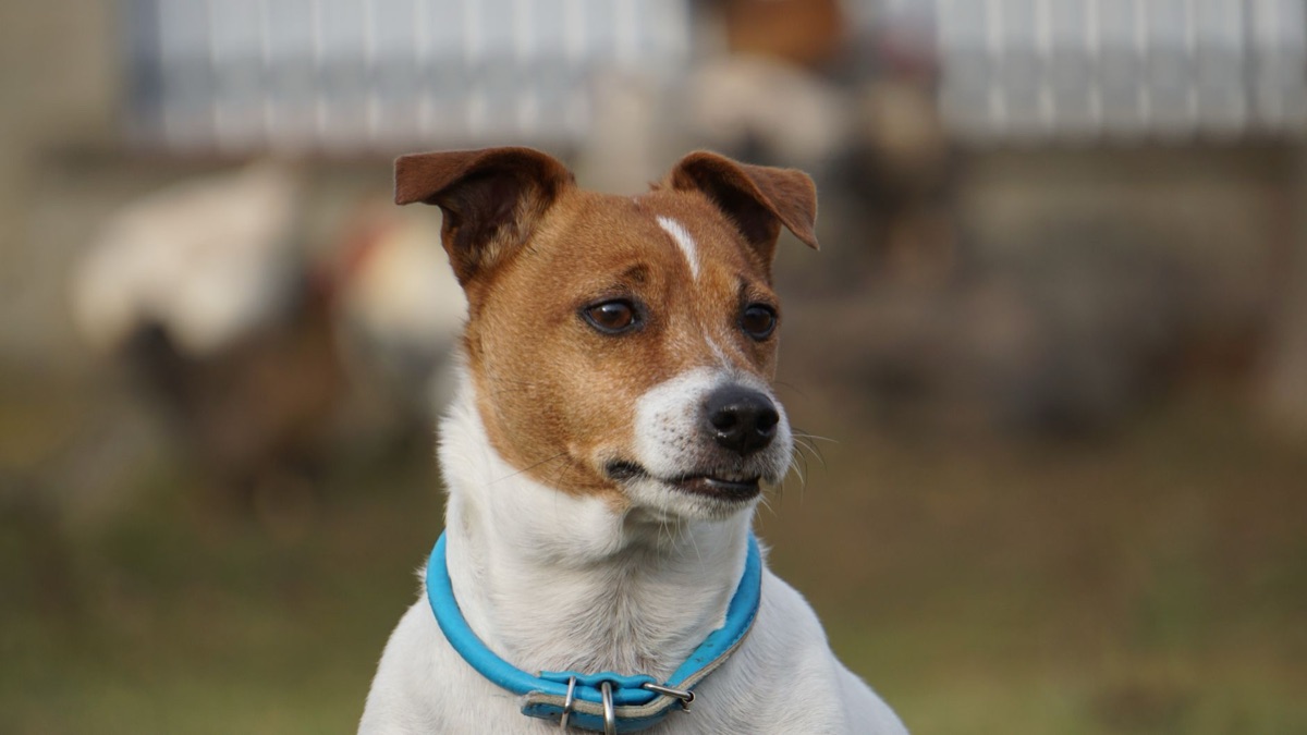 chien avec collier