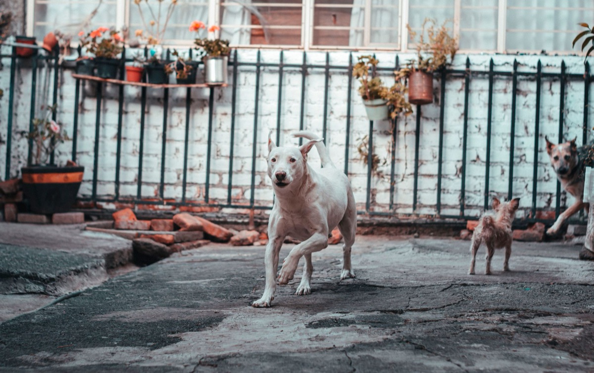 jardin pour animal de compagnie