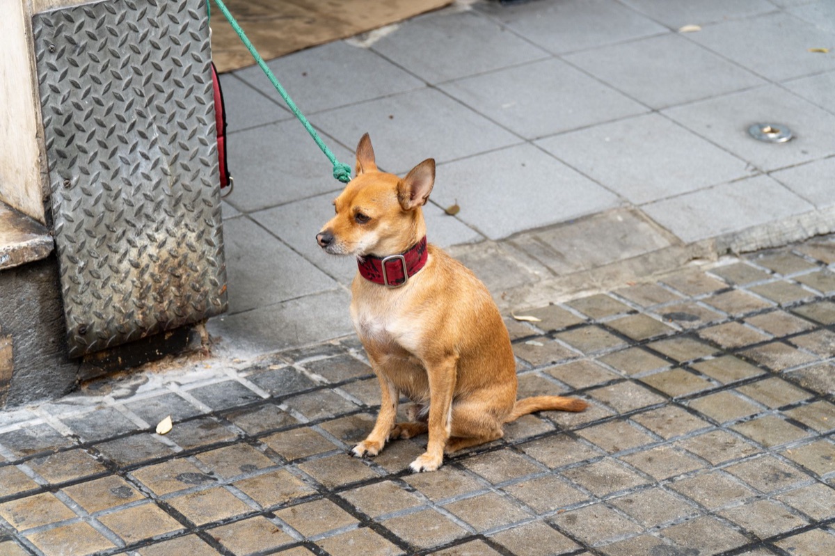 小型犬のリードとネックレス