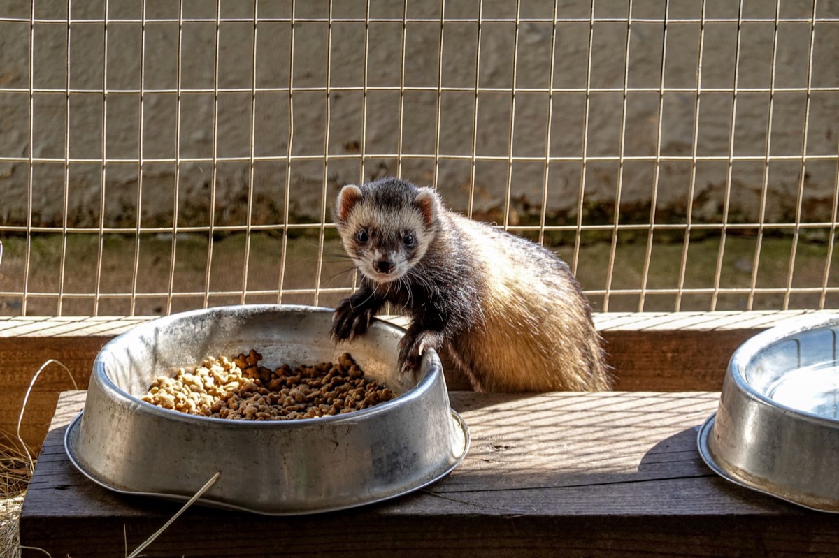 Kleine huisdier in een houten kast met voer en waterbeker