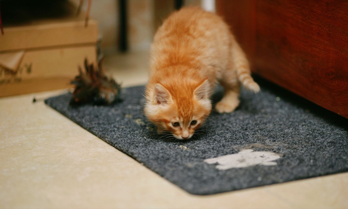 cão ou gato em chão limpo