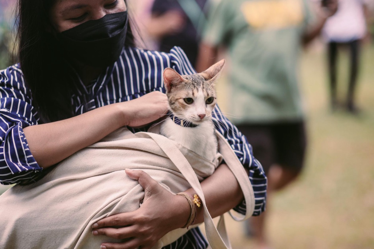 cão ou gato com humano segurando objeto