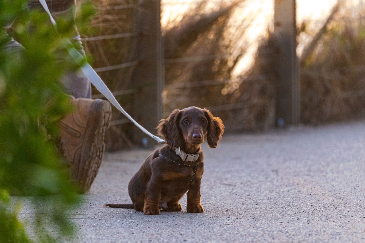 小犬佩戴項圈與牽引繩，展現入養前必須確認的裝備