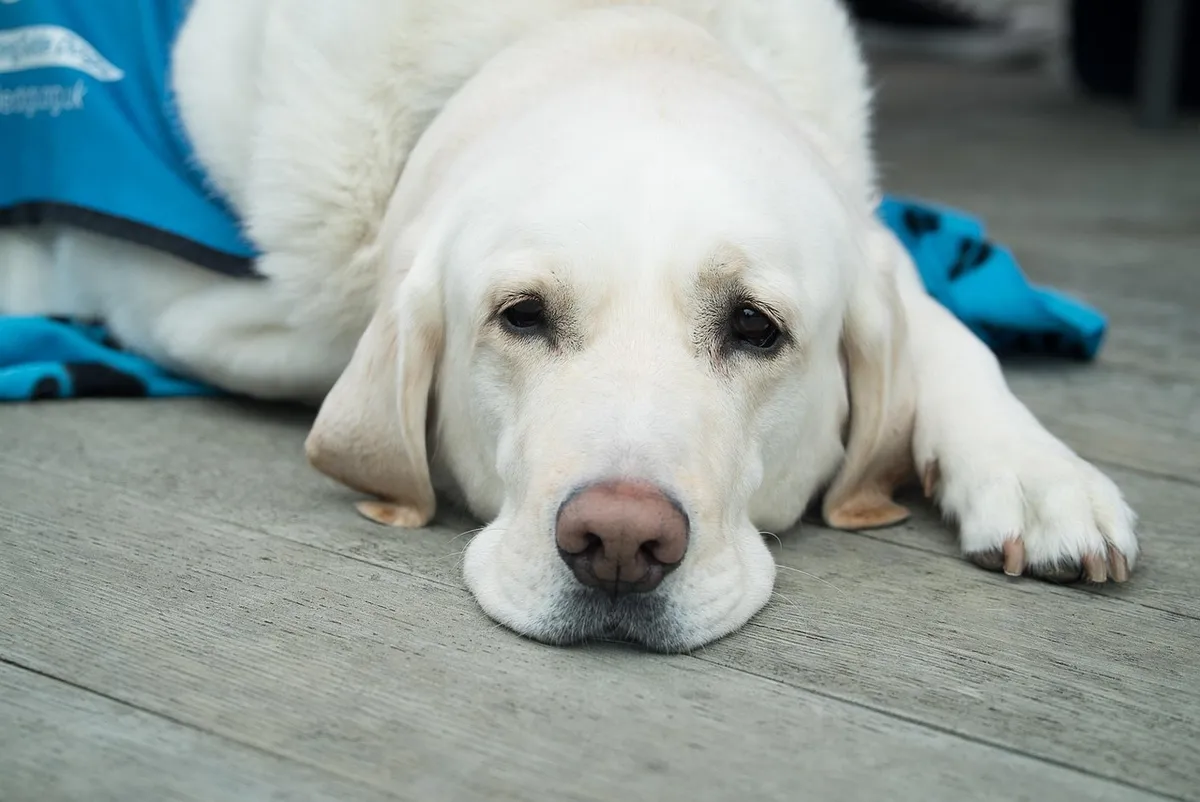 dog, cute, pet, canine, animal, nature, lab, labrador, healthcare, veterinary, breed, vet, friend, grooming, guide dog, doggo, pupper, dog nose, puppy eyes, gra