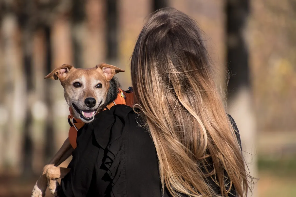 犬、ペット、ペット所有者、動物、所有者、自然、家犬、犬種、ハーネス、犬のハーネス、哺乳類、かわいそう、かわいらしい、女性、女性、屋外