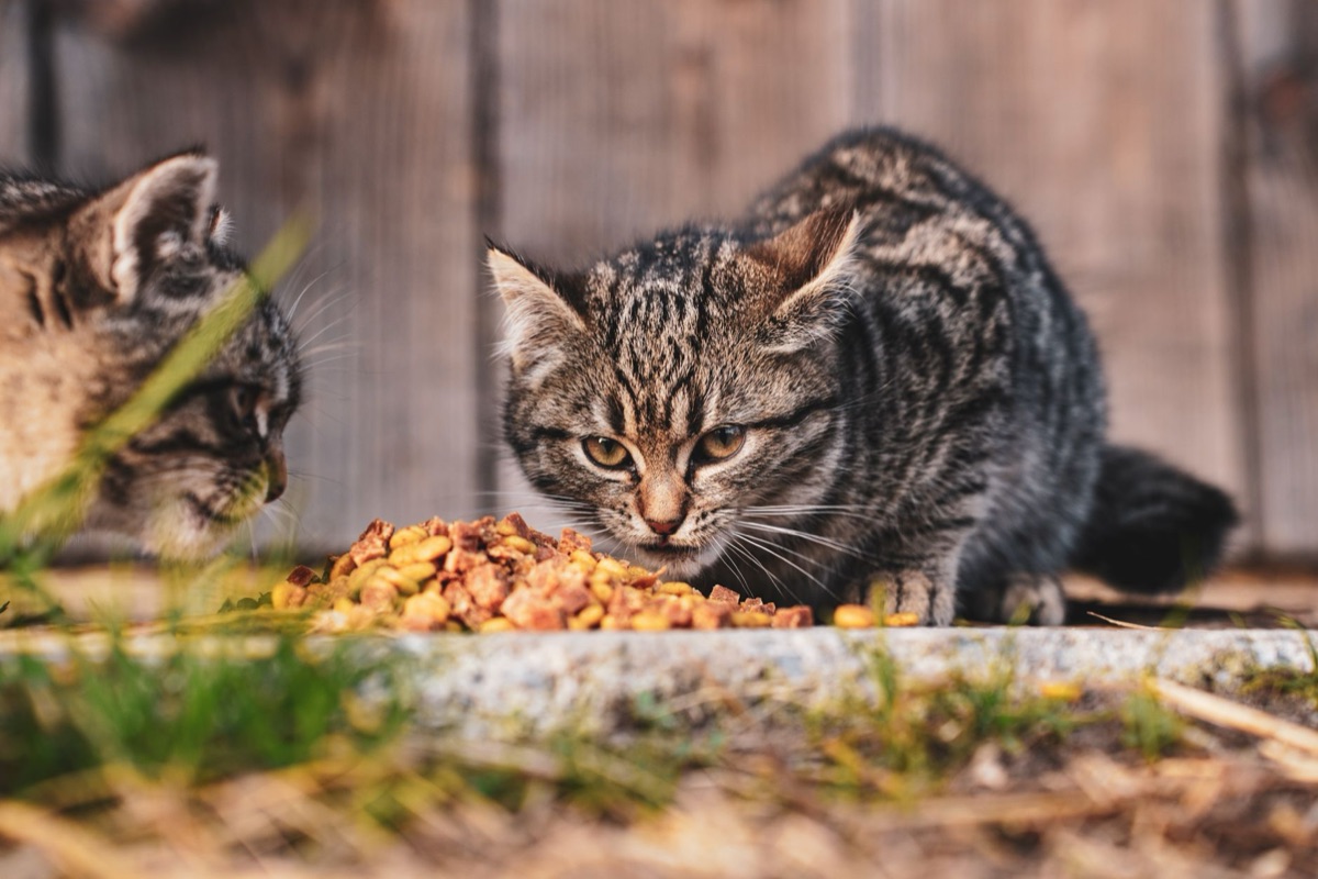 cat with dry pet food