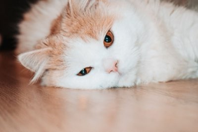 Tips para elegir el alimento ideal según la especie de tu mascota