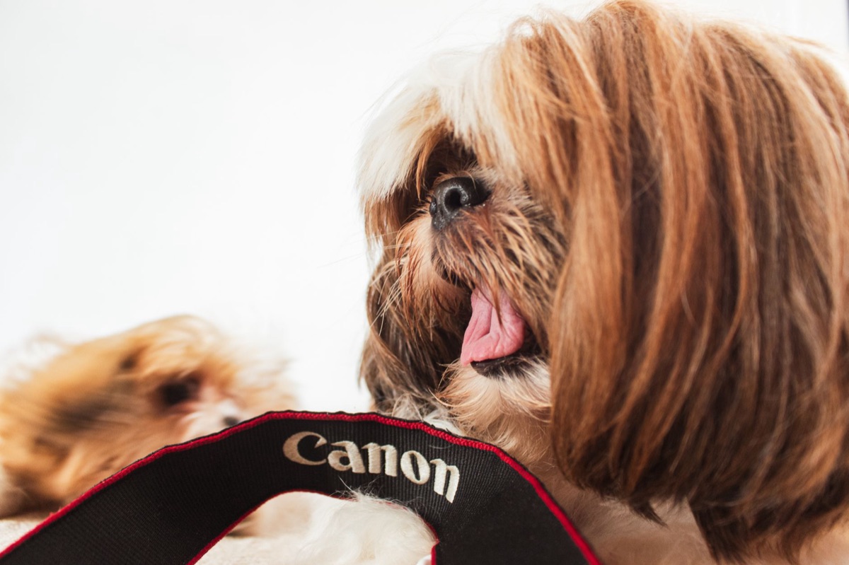 Cucina per cani