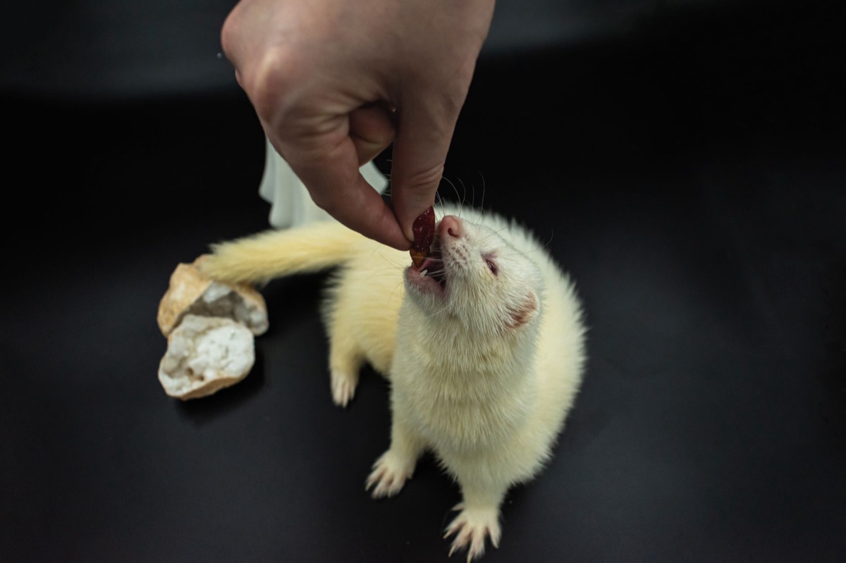 Scelta alimentare per animali domestici