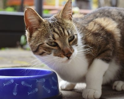 小動物の食事選びガイド：健康を育む最初のステップを徹底解説
