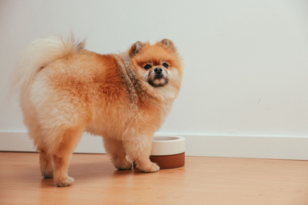 小型犬が食事の碗をそっと持つ