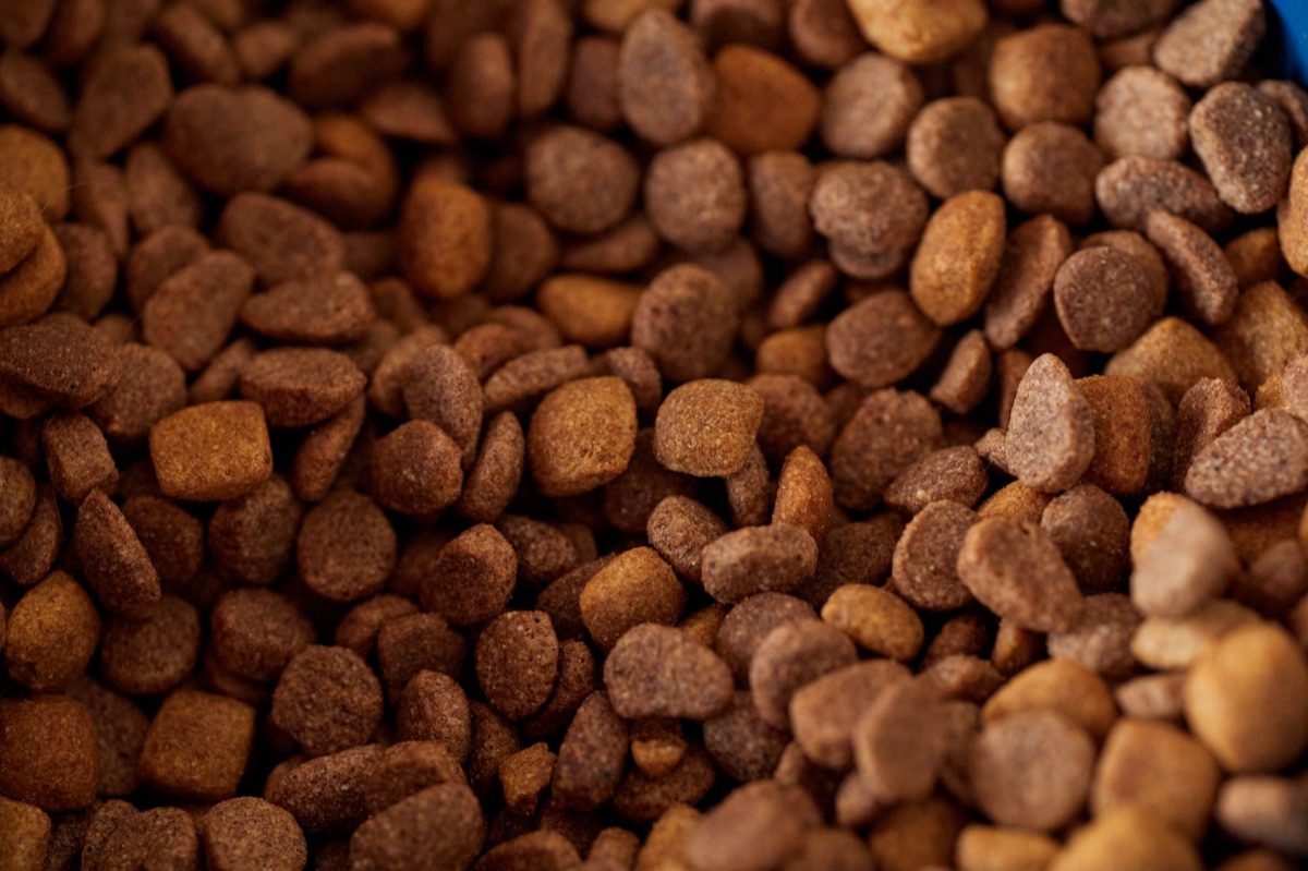 Kleine hond in keuken met visstuk