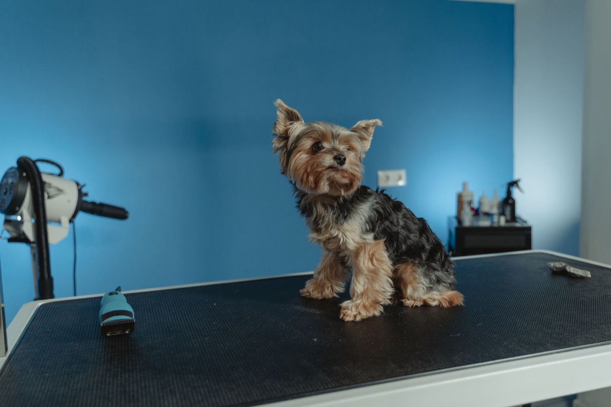 ferramentas de higiene para animais de estimação