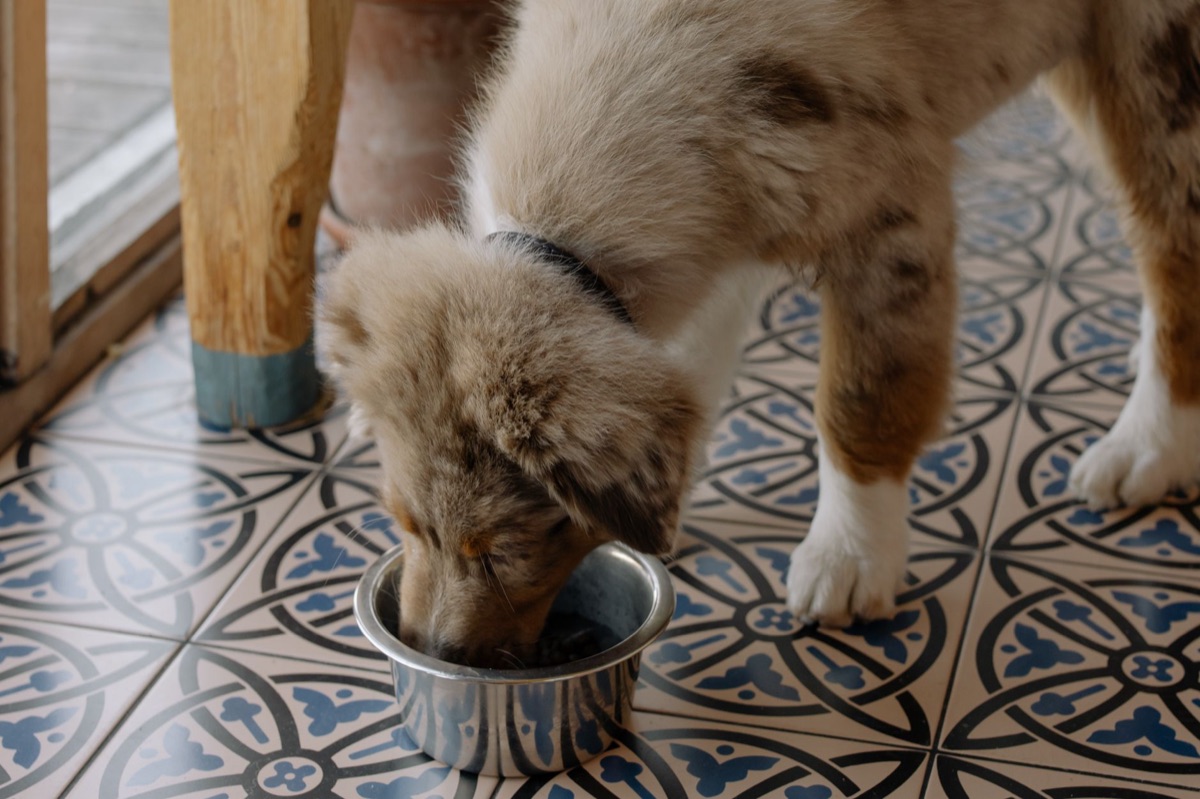 cachorro com tazza de comida para pets