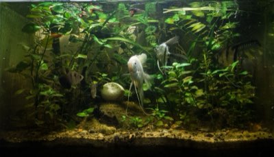 Aquarium Guide: Start mit 100 Litern beste Biologie