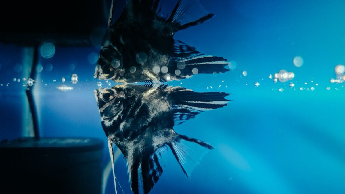 Algenverunreinigung auf Aquariumglas