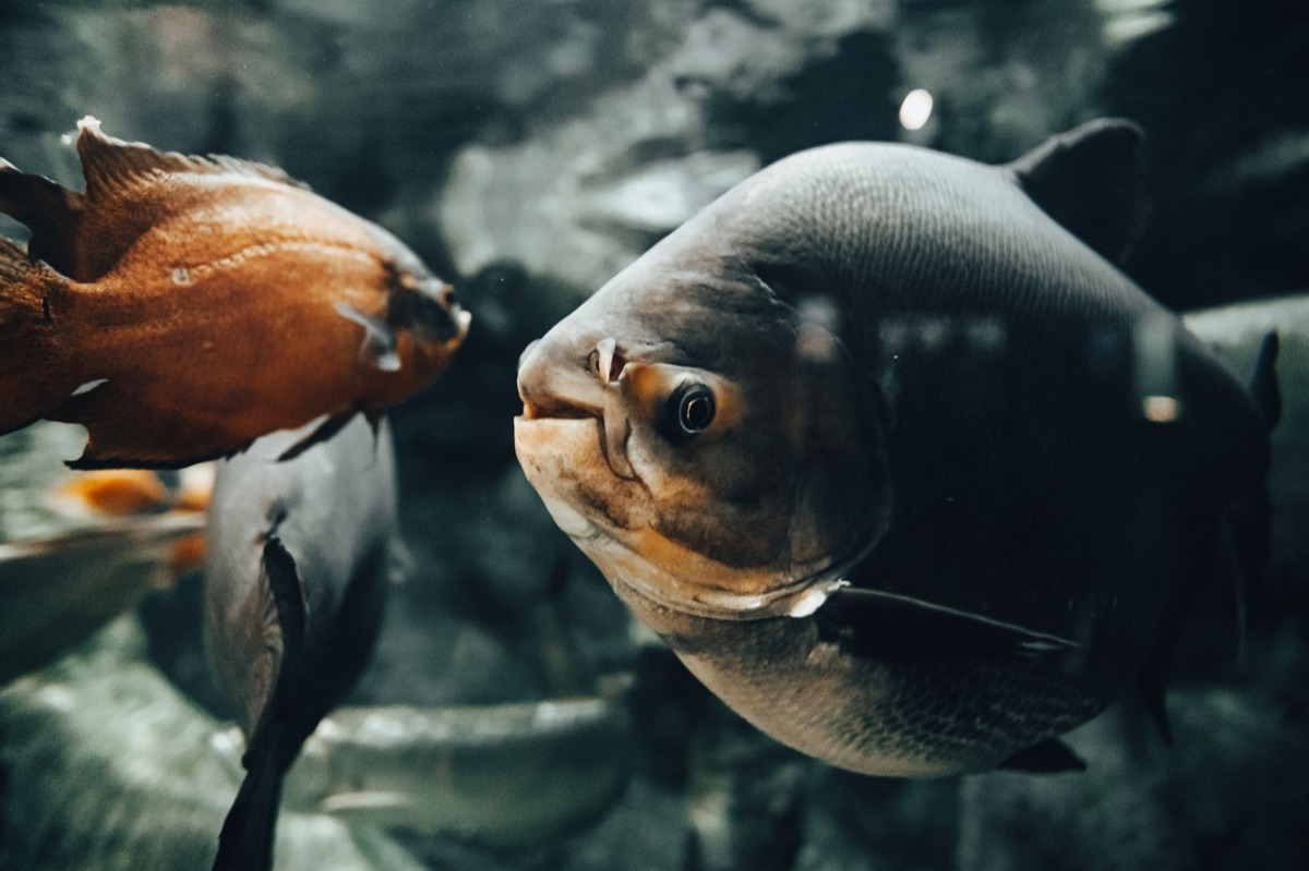 Aquarium-Label mit Wartezeitangabe