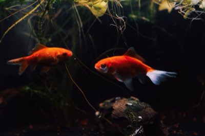 Aquarium Best Practices: Why 20+ Gallons Are Ideal for Fish