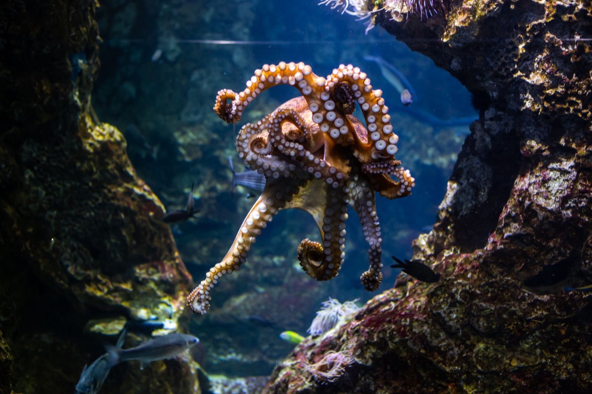 aquarium with bacteria colonies and filter