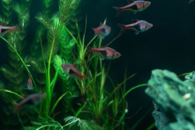 Aquarium 60L à 100L : guide pour un démarrage serein des poissons
