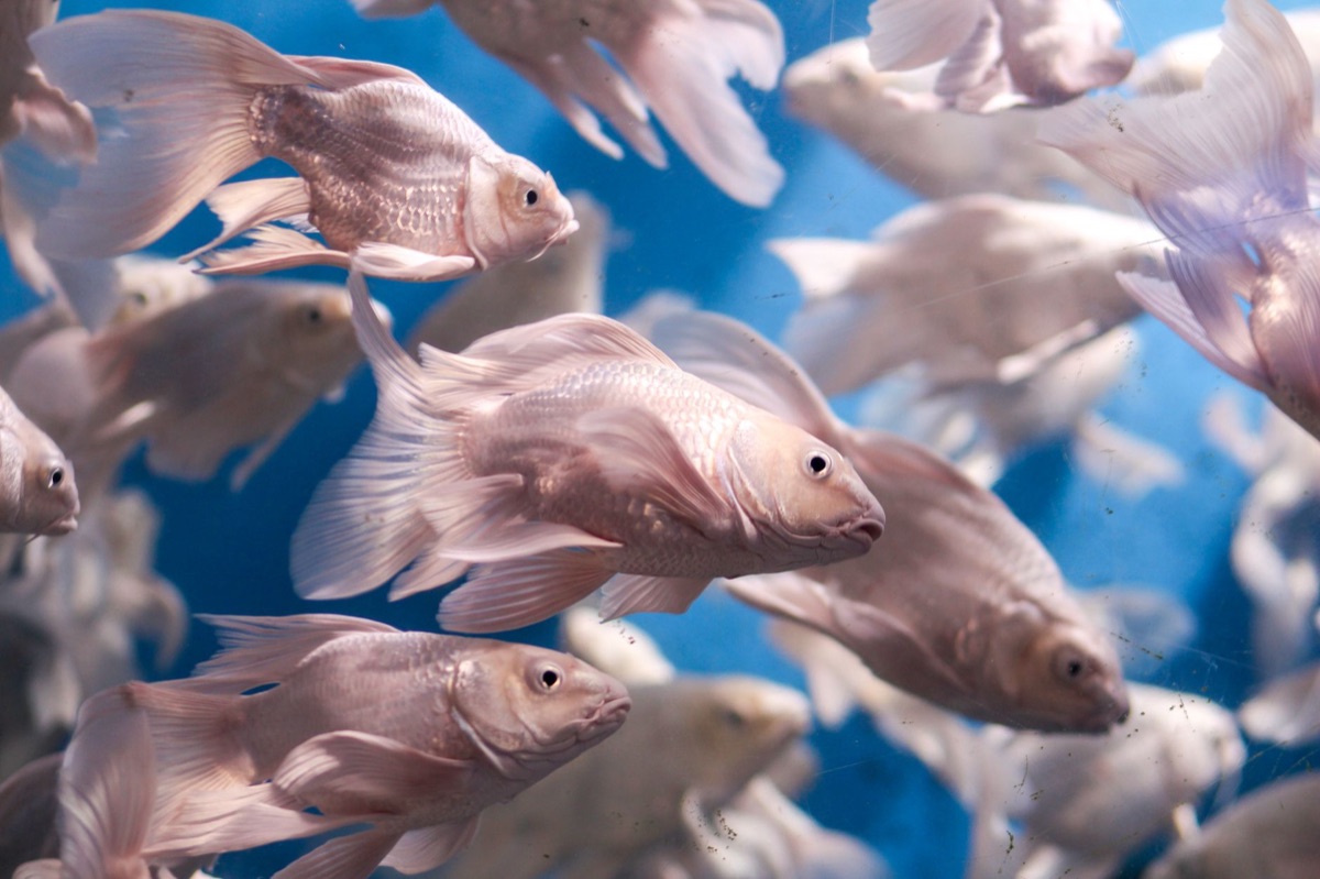 Aquarium FAQ : guide pour un démarrage serein