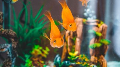 Acquario 30 litri: guide e limiti per chi inizia con i pesci