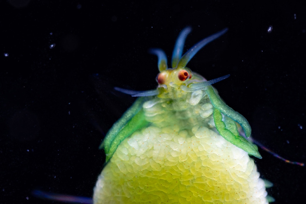 Un kit di analisi sull'acquario con acqua torbida