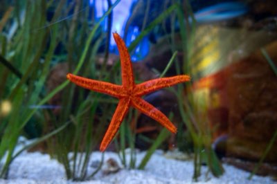 Aquarium: Tips voor de beste start met 60 tot 100 liter
