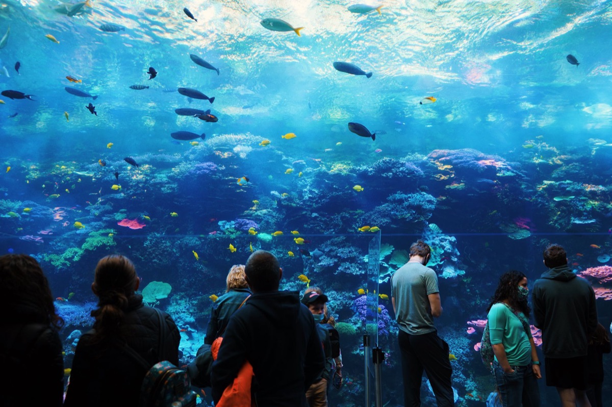 Een vergelijking tussen een grote, gedeckte aquarium en een kleinere, eenvoudige setup.