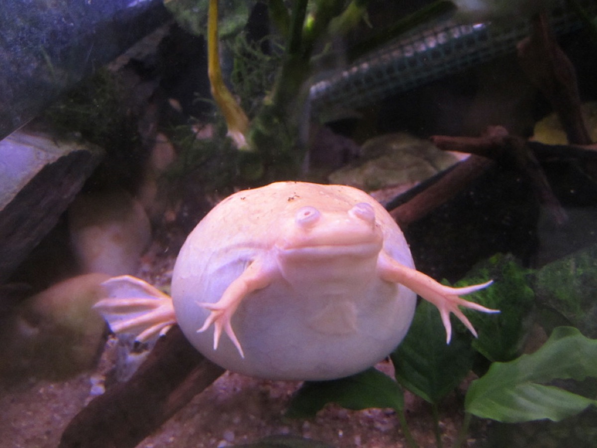 Een 60-100 liter aquarium op een houten stand met helder water.