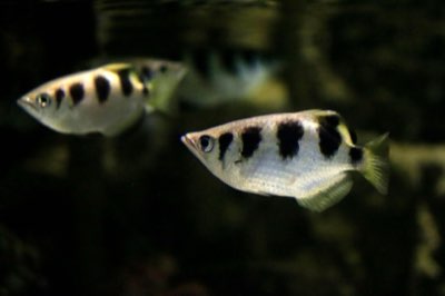 Aquário 40L: guia para iniciantes sobre o tamanho ideal do tanque