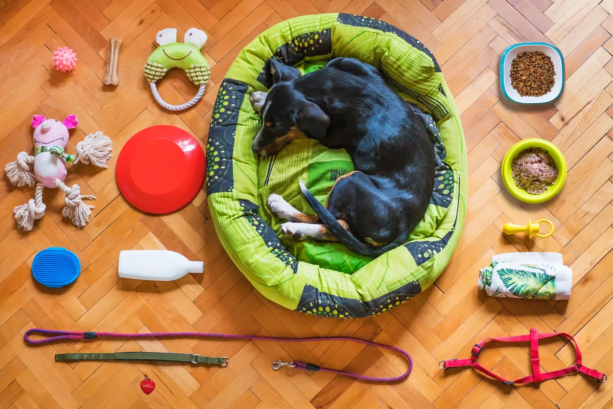 A dog relaxing in a bed surrounded by various pet accessories on a wooden floor.